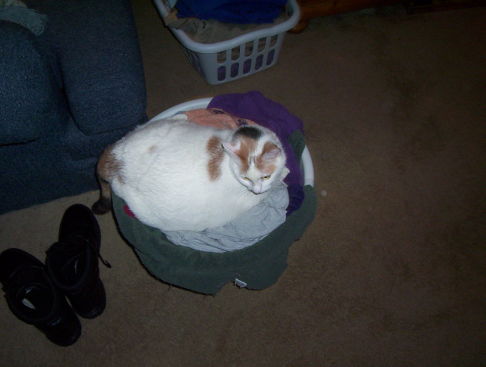 Picture of a cat / kitten / feline