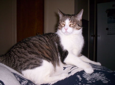 Picture of a cat / kitten / feline