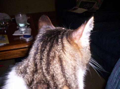 Picture of a cat / kitten / feline