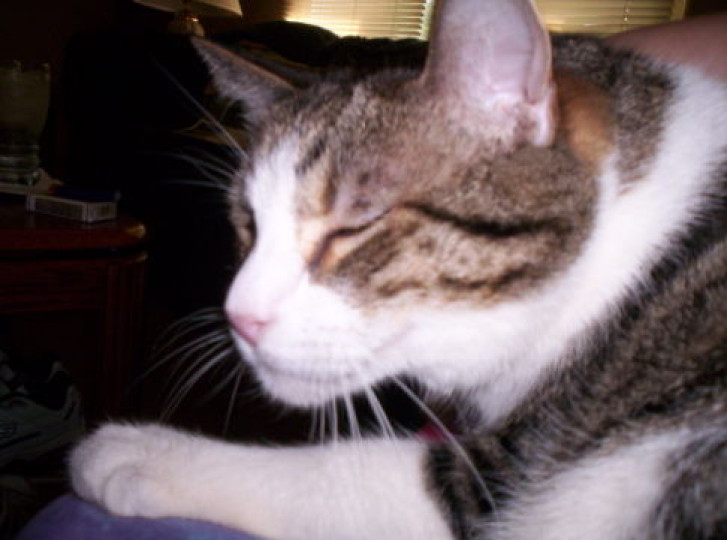 Picture of a cat / kitten / feline