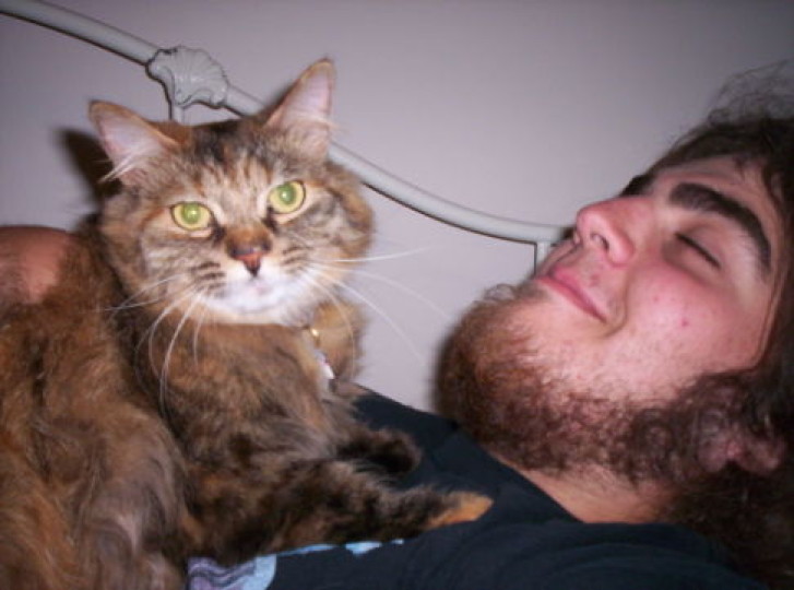 Picture of a cat / kitten / feline