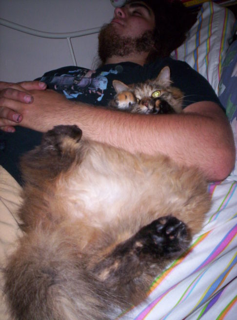 Picture of a cat / kitten / feline