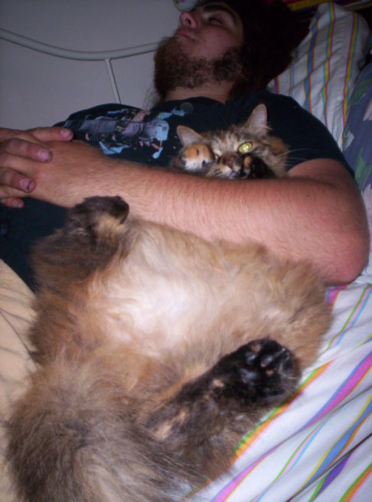 Picture of a cat / kitten / feline