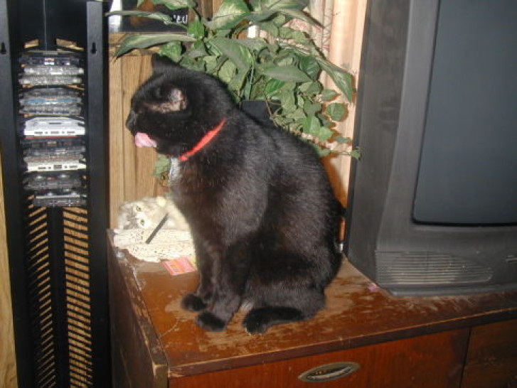 Picture of a cat / kitten / feline