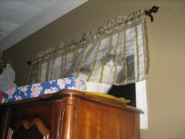 Picture of a cat / kitten / feline