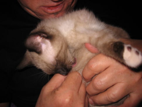 Picture of a cat / kitten / feline