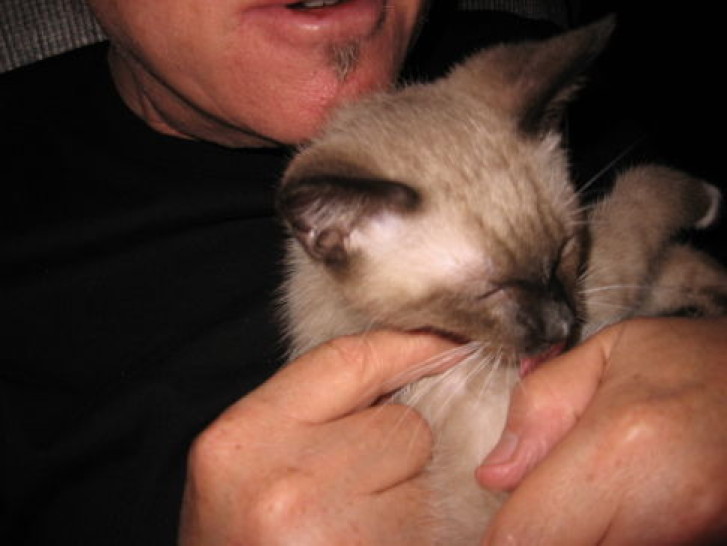 Picture of a cat / kitten / feline