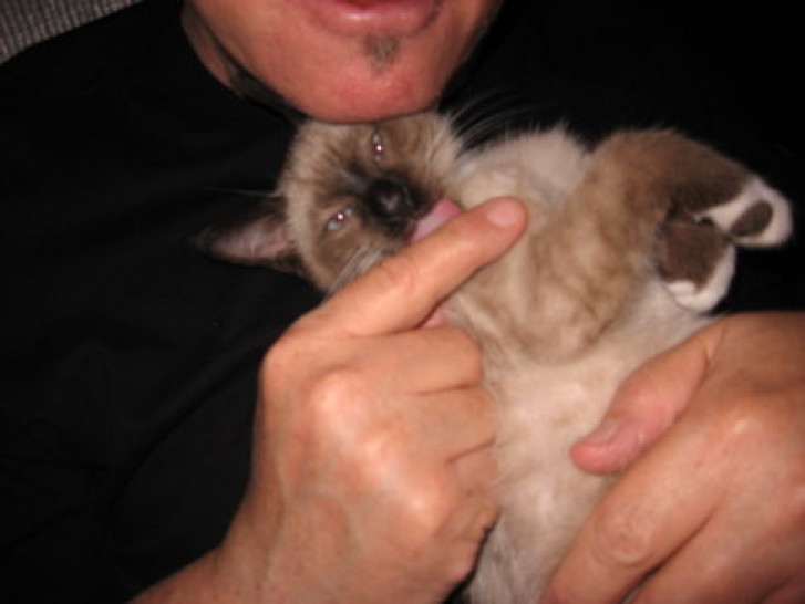 Picture of a cat / kitten / feline