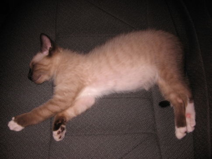 Picture of a cat / kitten / feline