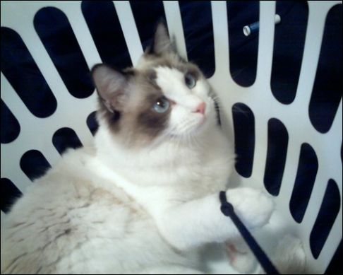 Picture of a cat / kitten / feline