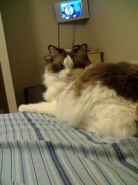 Picture of a cat / kitten / feline