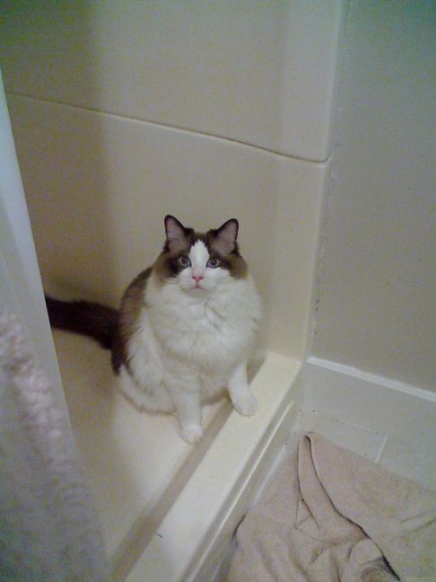 Picture of a cat / kitten / feline