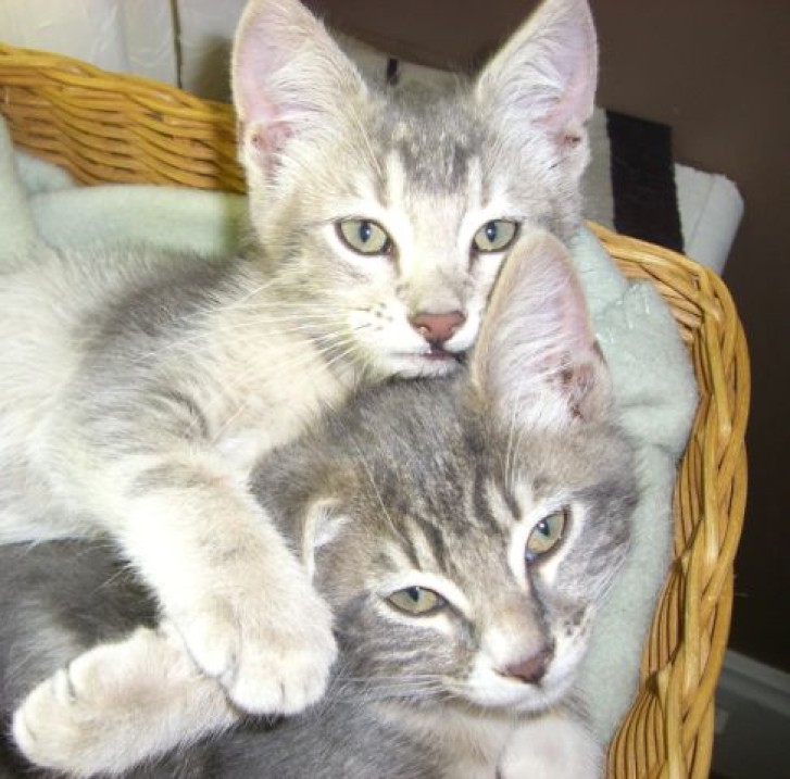 Picture of a cat / kitten / feline