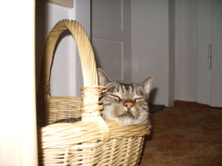 Picture of a cat / kitten / feline