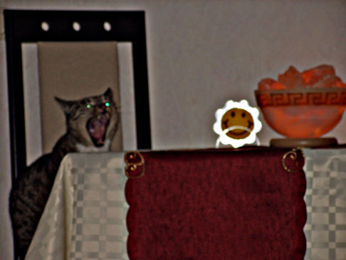 Picture of a cat / kitten / feline