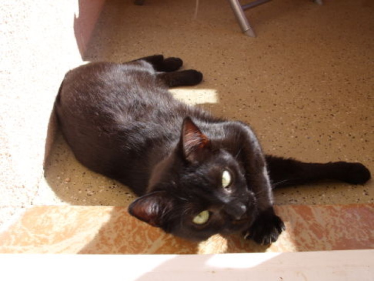 Picture of a cat / kitten / feline