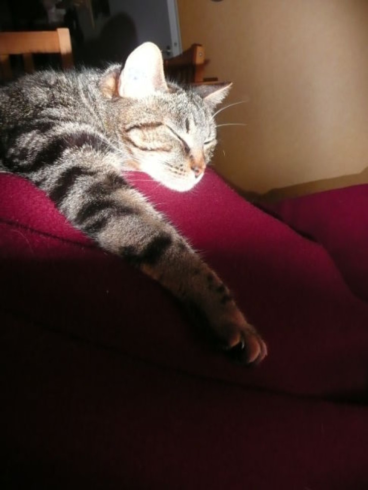 Picture of a cat / kitten / feline