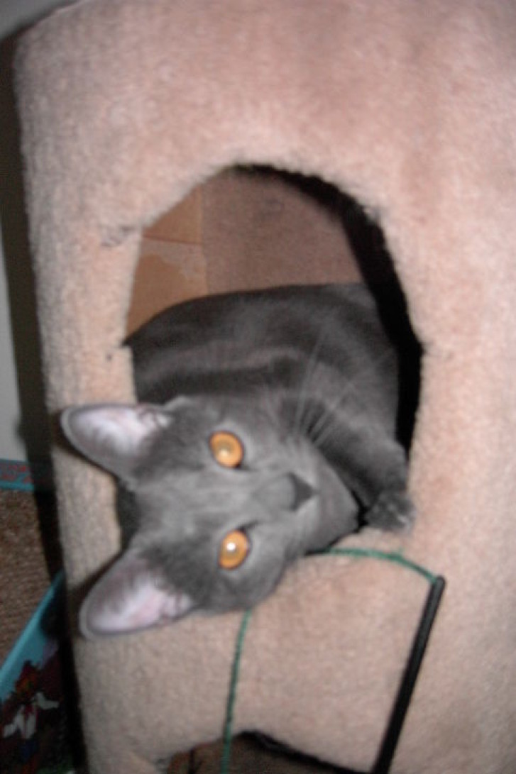 Picture of a cat / kitten / feline