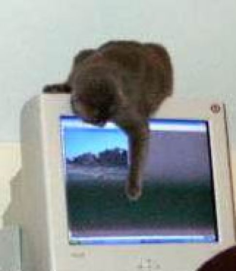 Picture of a cat / kitten / feline