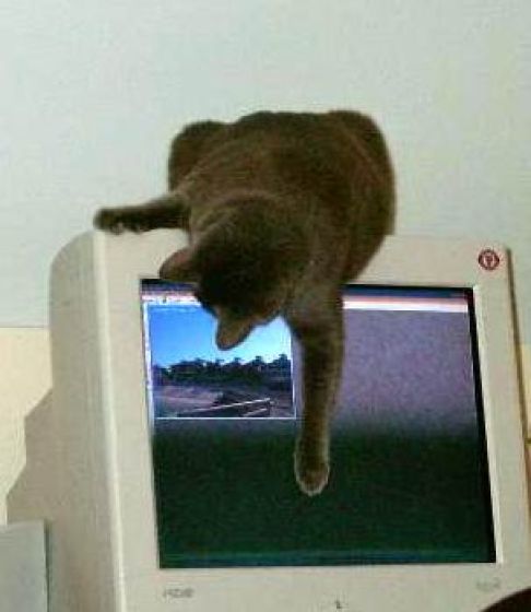 Picture of a cat / kitten / feline