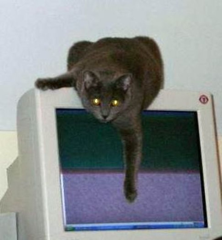 Picture of a cat / kitten / feline