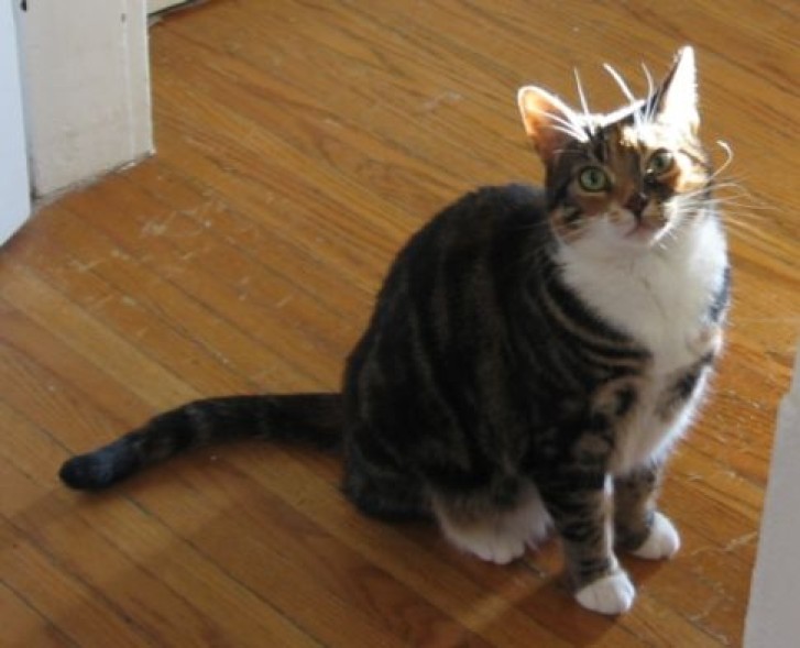 Picture of a cat / kitten / feline