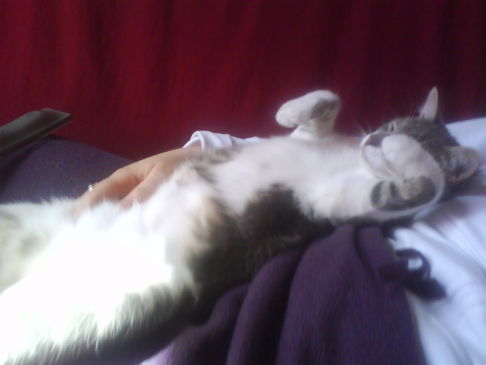 Picture of a cat / kitten / feline