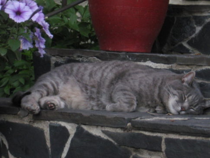 Picture of a cat / kitten / feline