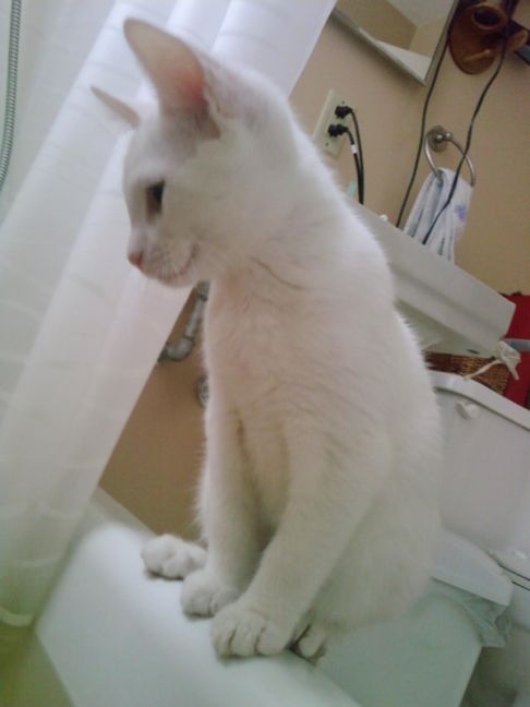 Picture of a cat / kitten / feline