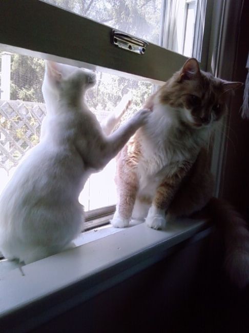 Picture of a cat / kitten / feline