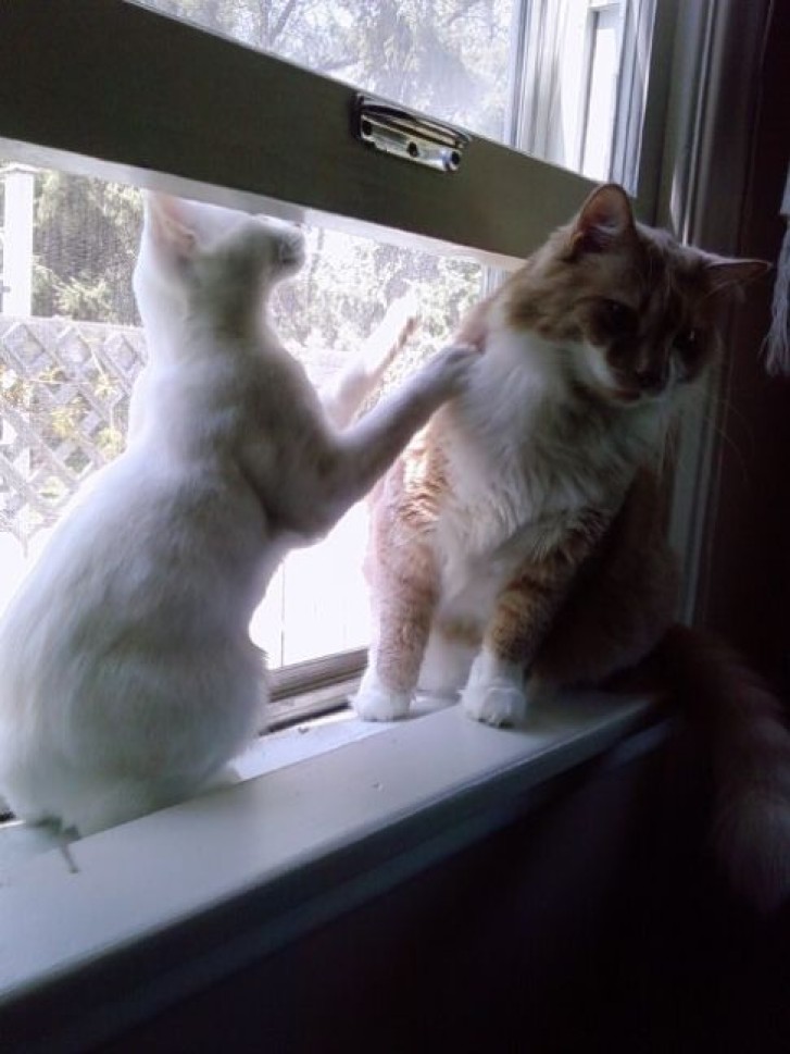 Picture of a cat / kitten / feline