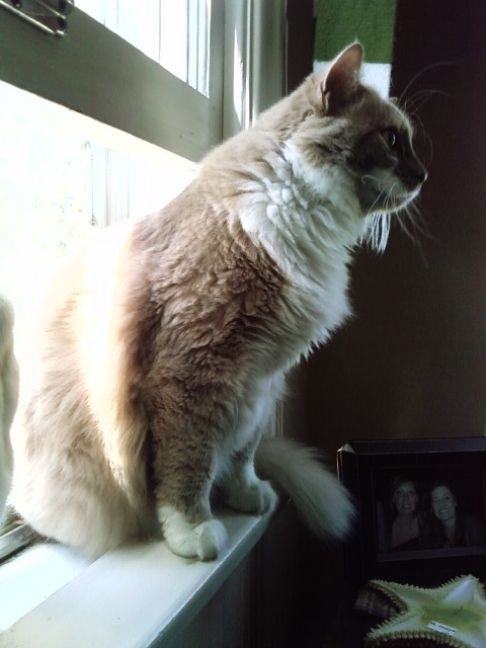 Picture of a cat / kitten / feline