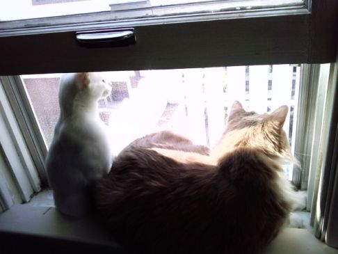 Picture of a cat / kitten / feline