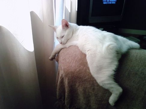 Picture of a cat / kitten / feline