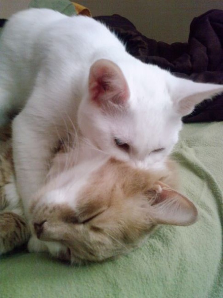 Picture of a cat / kitten / feline