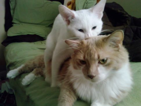 Picture of a cat / kitten / feline