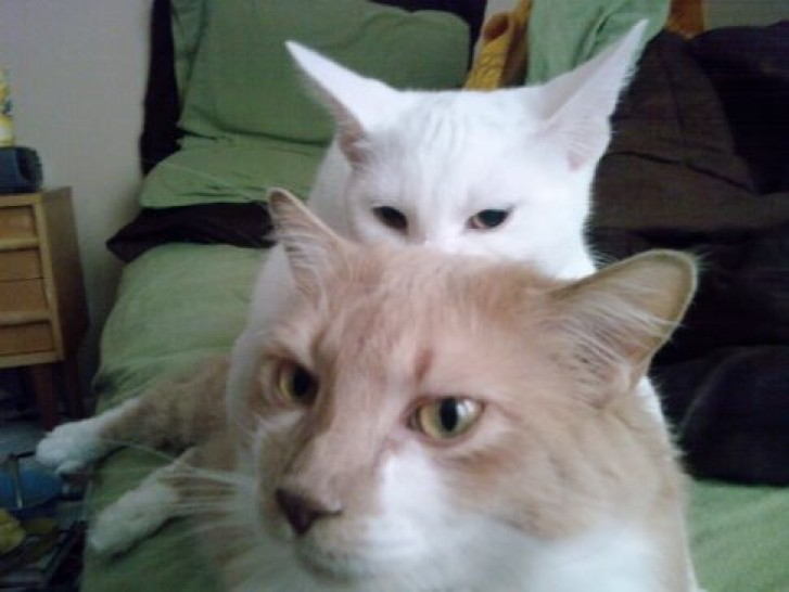 Picture of a cat / kitten / feline