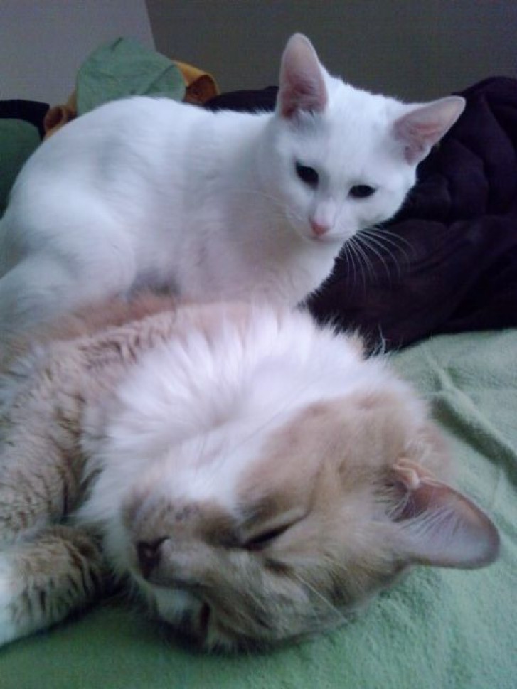 Picture of a cat / kitten / feline