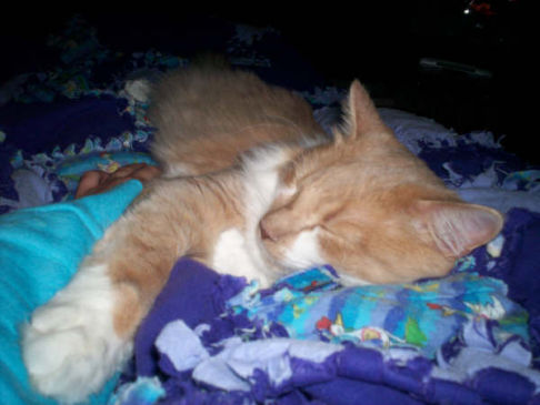 Picture of a cat / kitten / feline