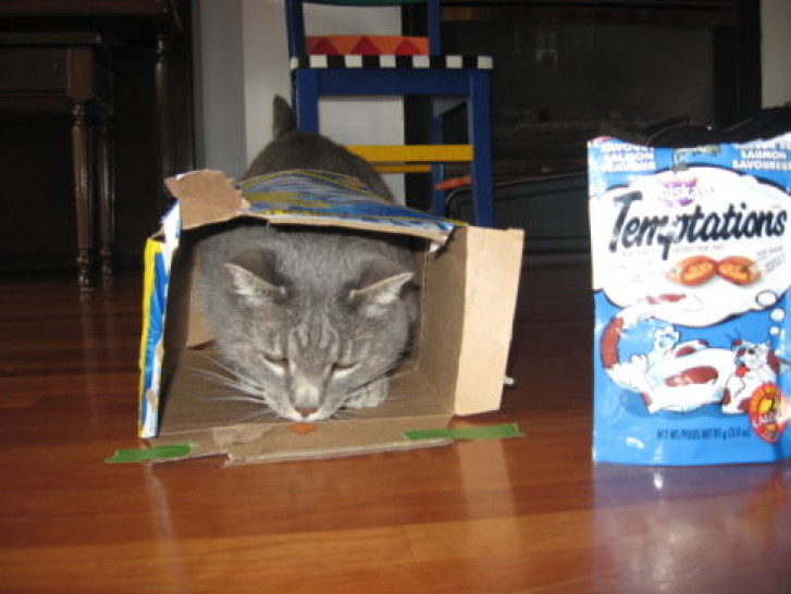 Picture of a cat / kitten / feline