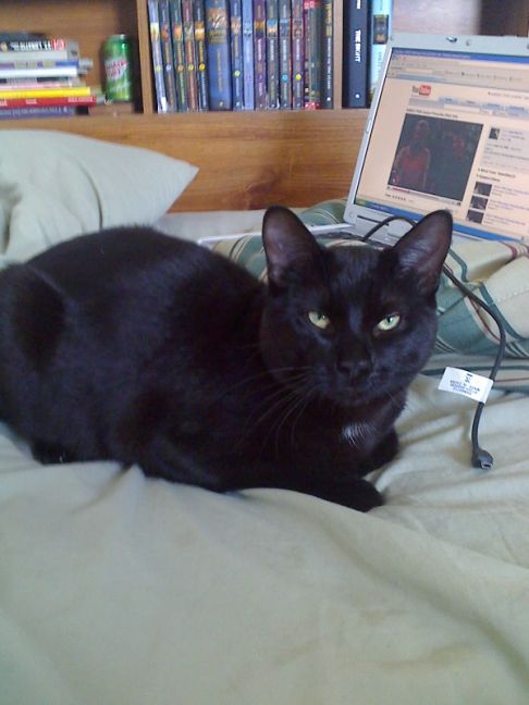 Picture of a cat / kitten / feline