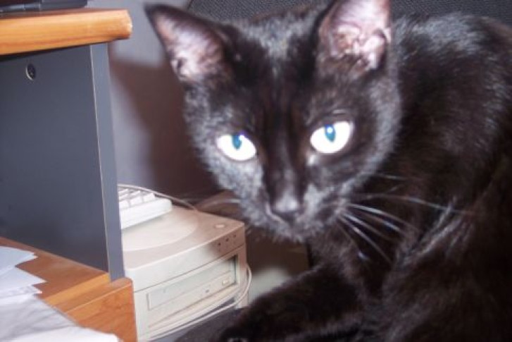 Picture of a cat / kitten / feline