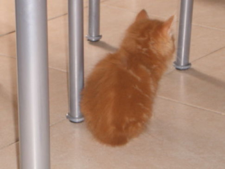 Picture of a cat / kitten / feline