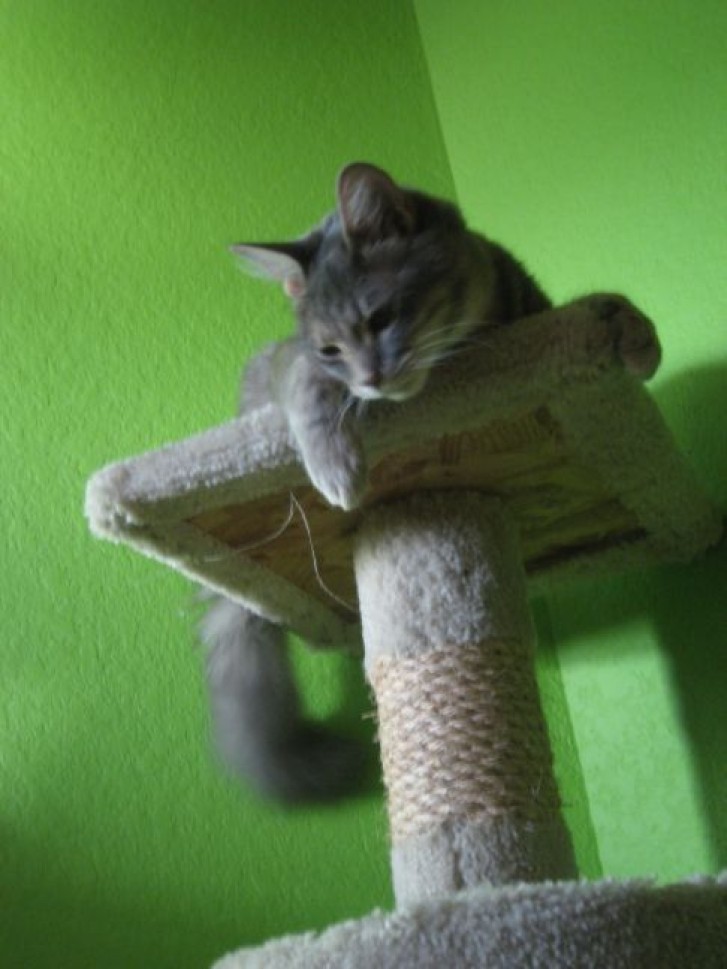 Picture of a cat / kitten / feline