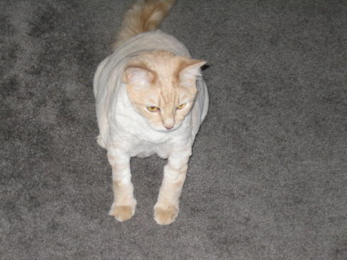 Picture of a cat / kitten / feline