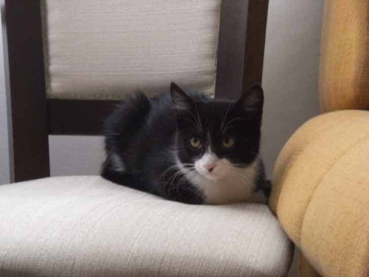 Picture of a cat / kitten / feline