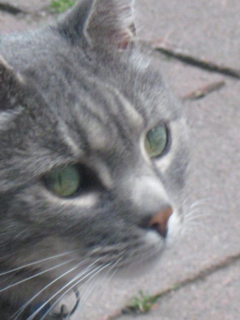 Picture of a cat / kitten / feline