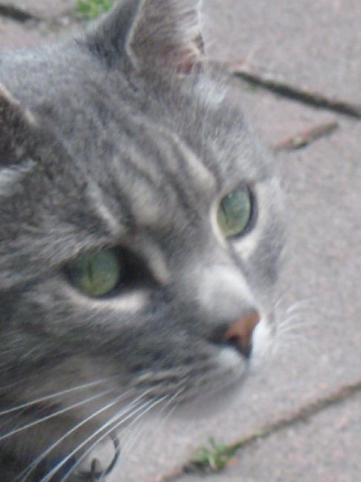 Picture of a cat / kitten / feline