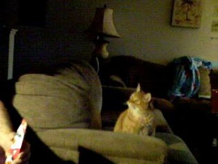 Picture of a cat / kitten / feline