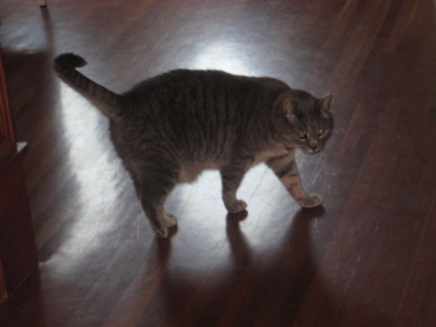 Picture of a cat / kitten / feline